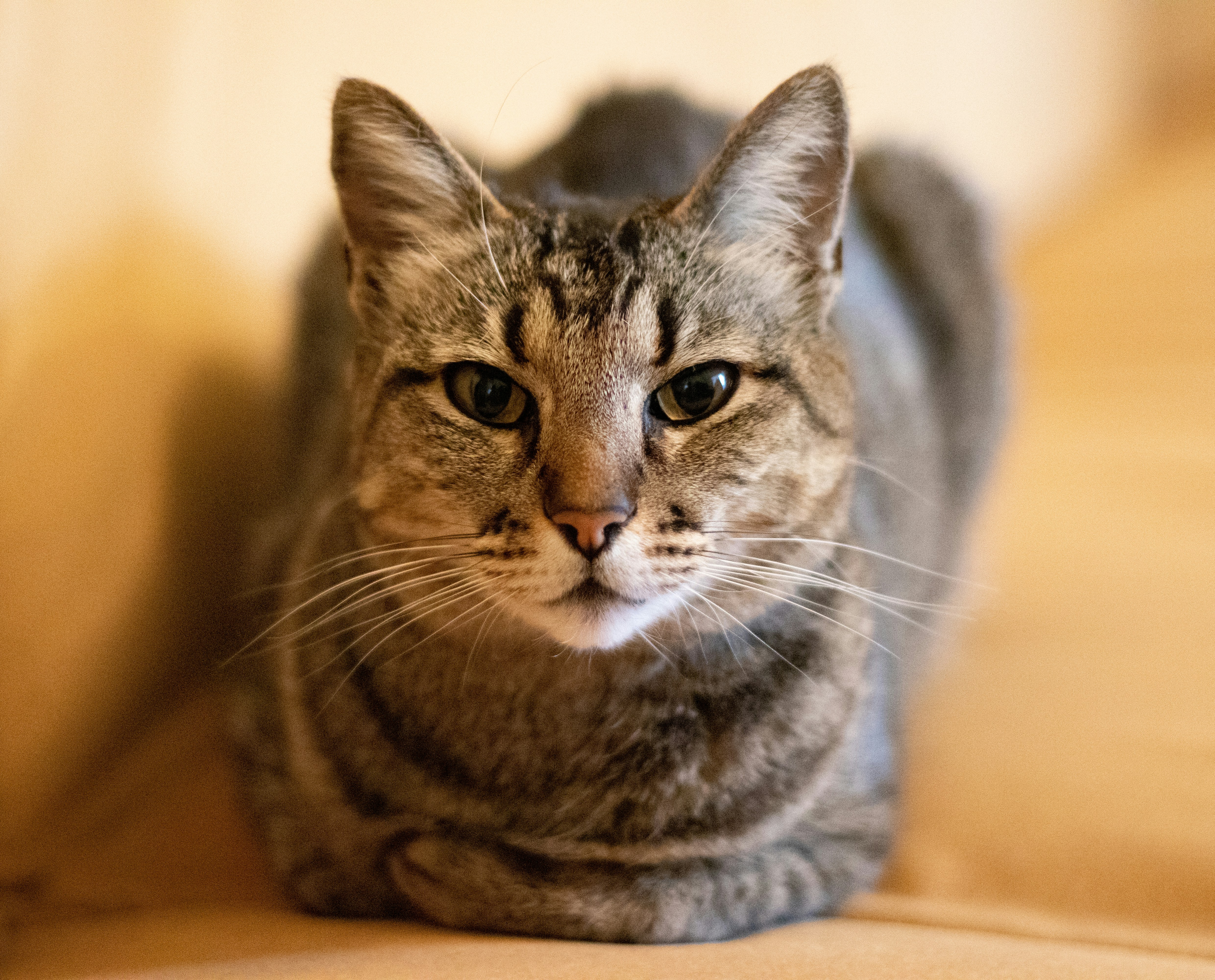 Cat looking at camera