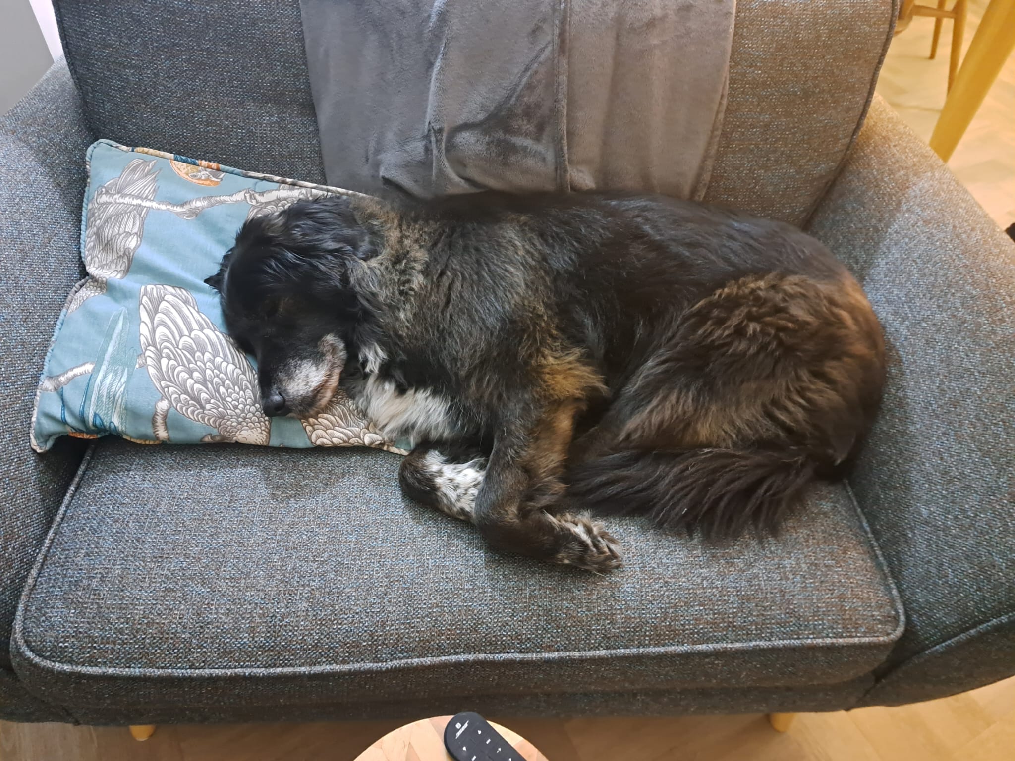 Picture of older dog on sofa