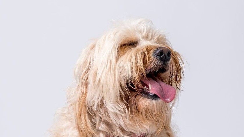 Beanie the golden doodle from the Isle of Wight