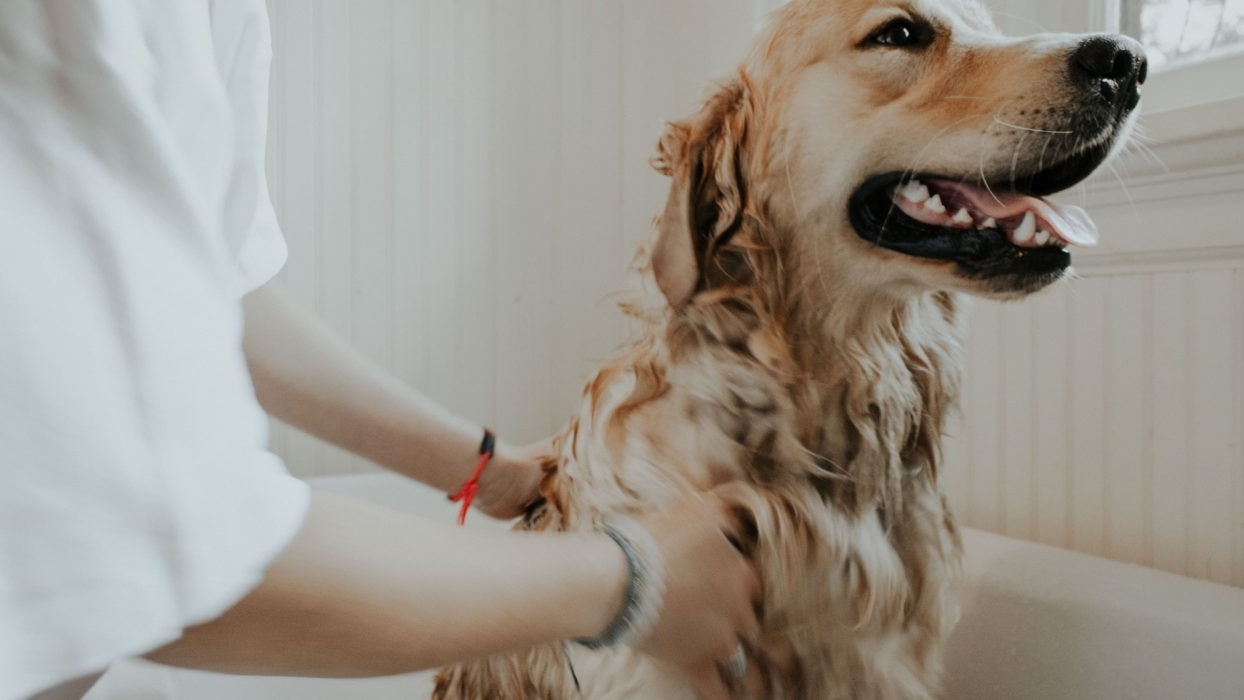 Golden retriever being bathed