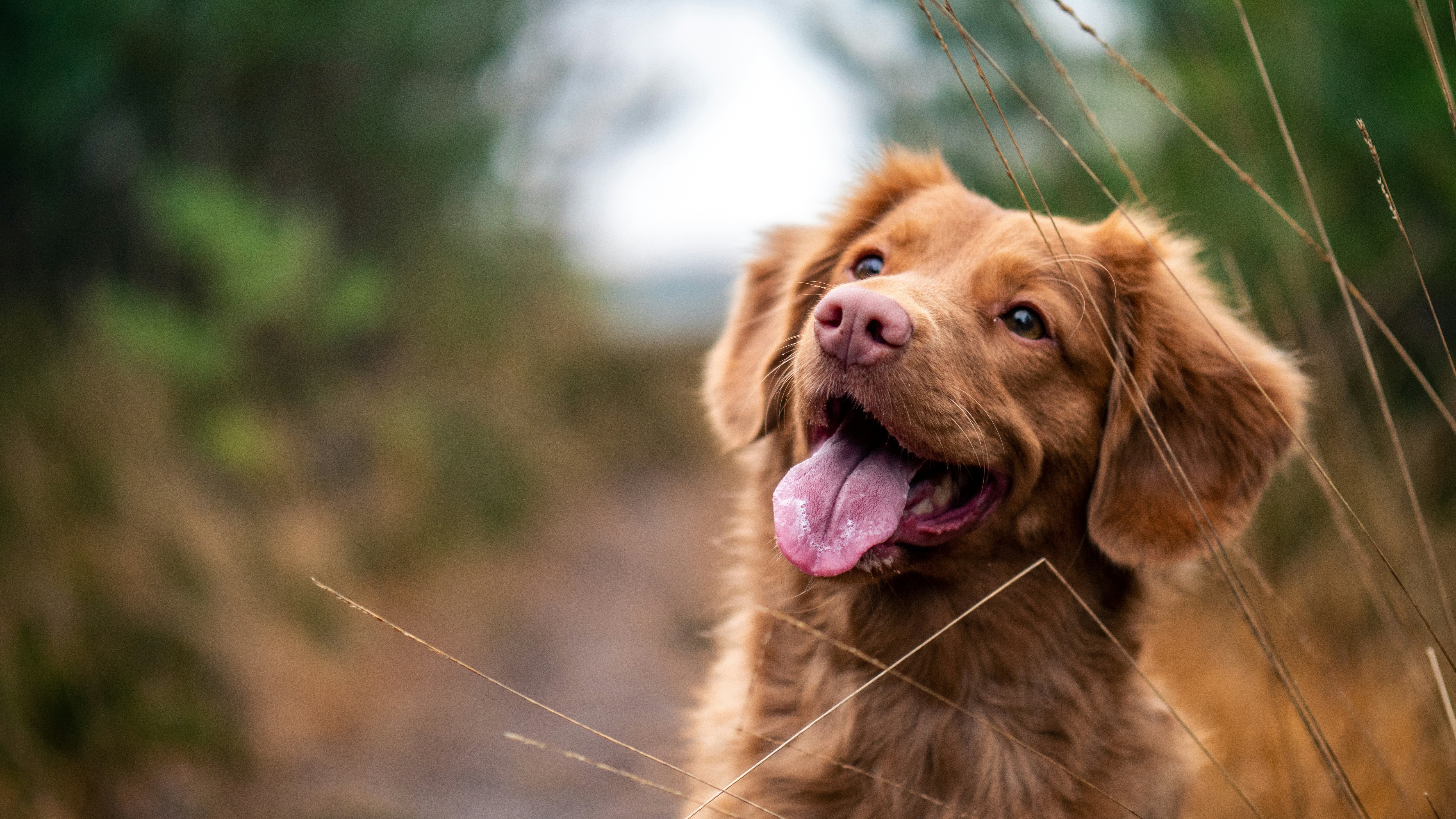 Dog with its tongue out 
