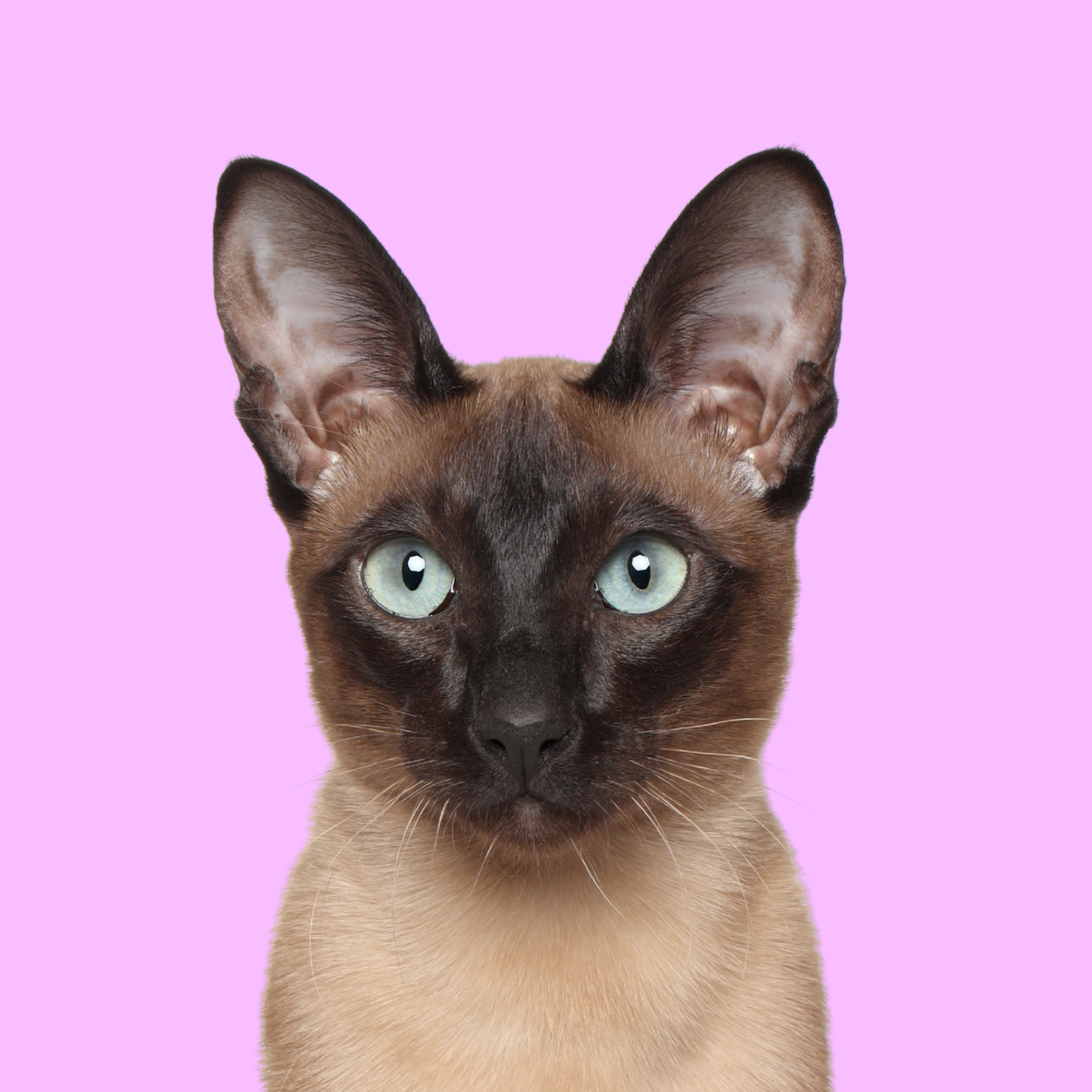 Siamese cat