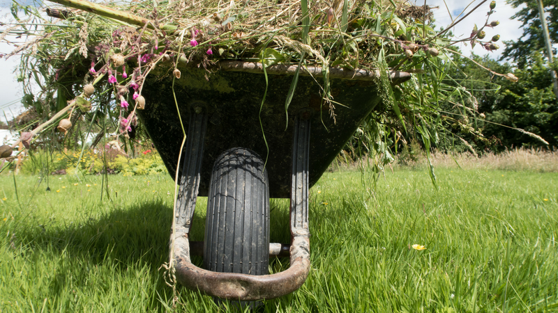 Wheelbarrow filled with greenery