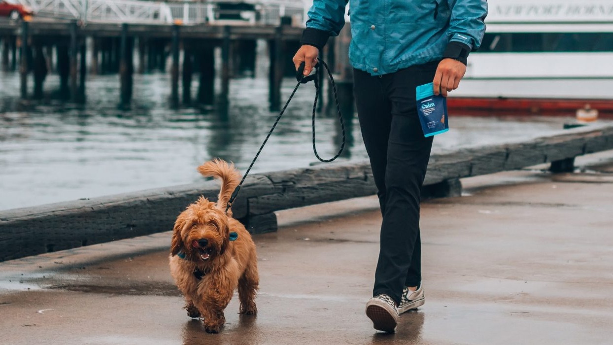 Person walking a dog on a lead