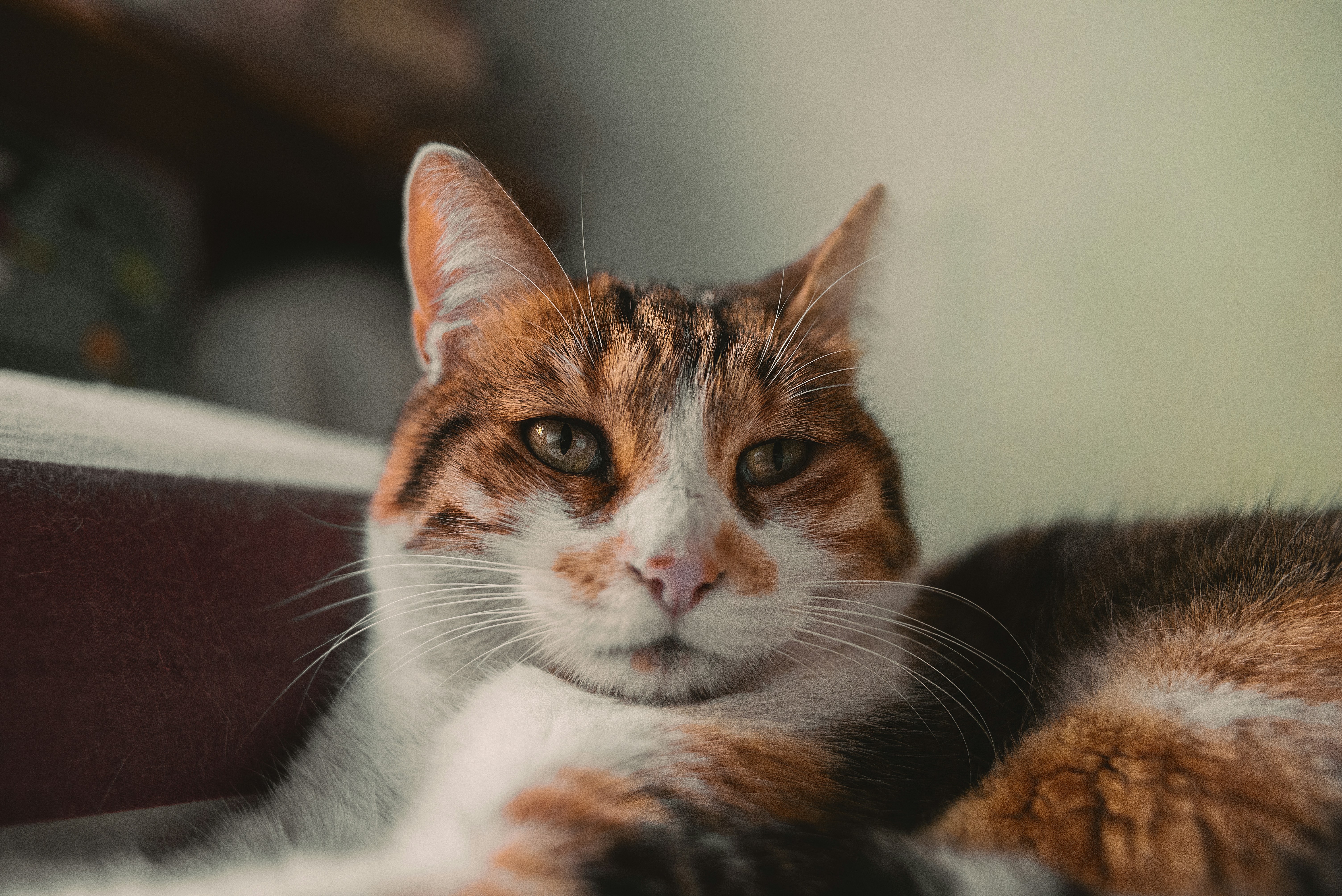 Older cat
