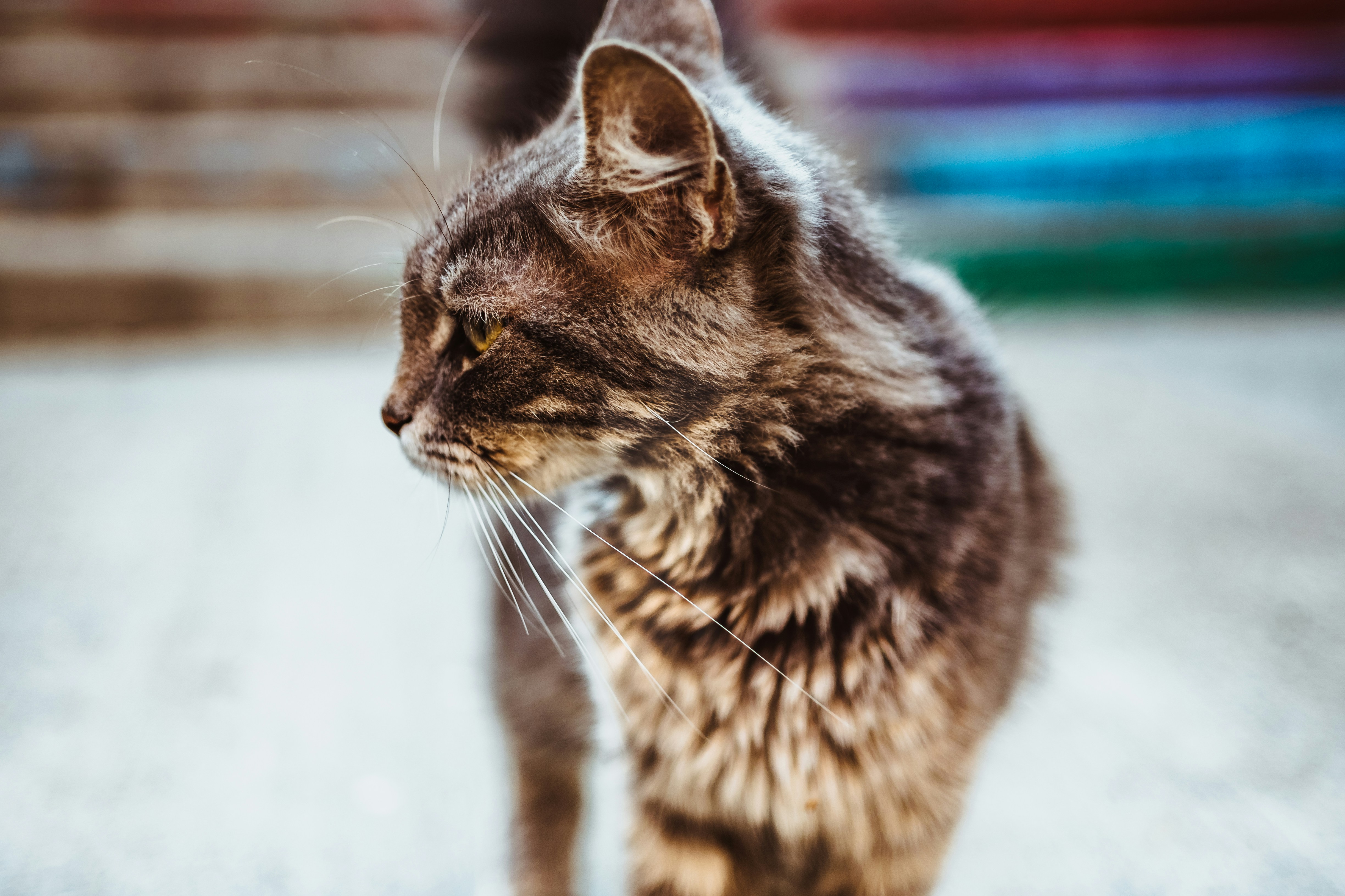 Older cat by Maria Teneva