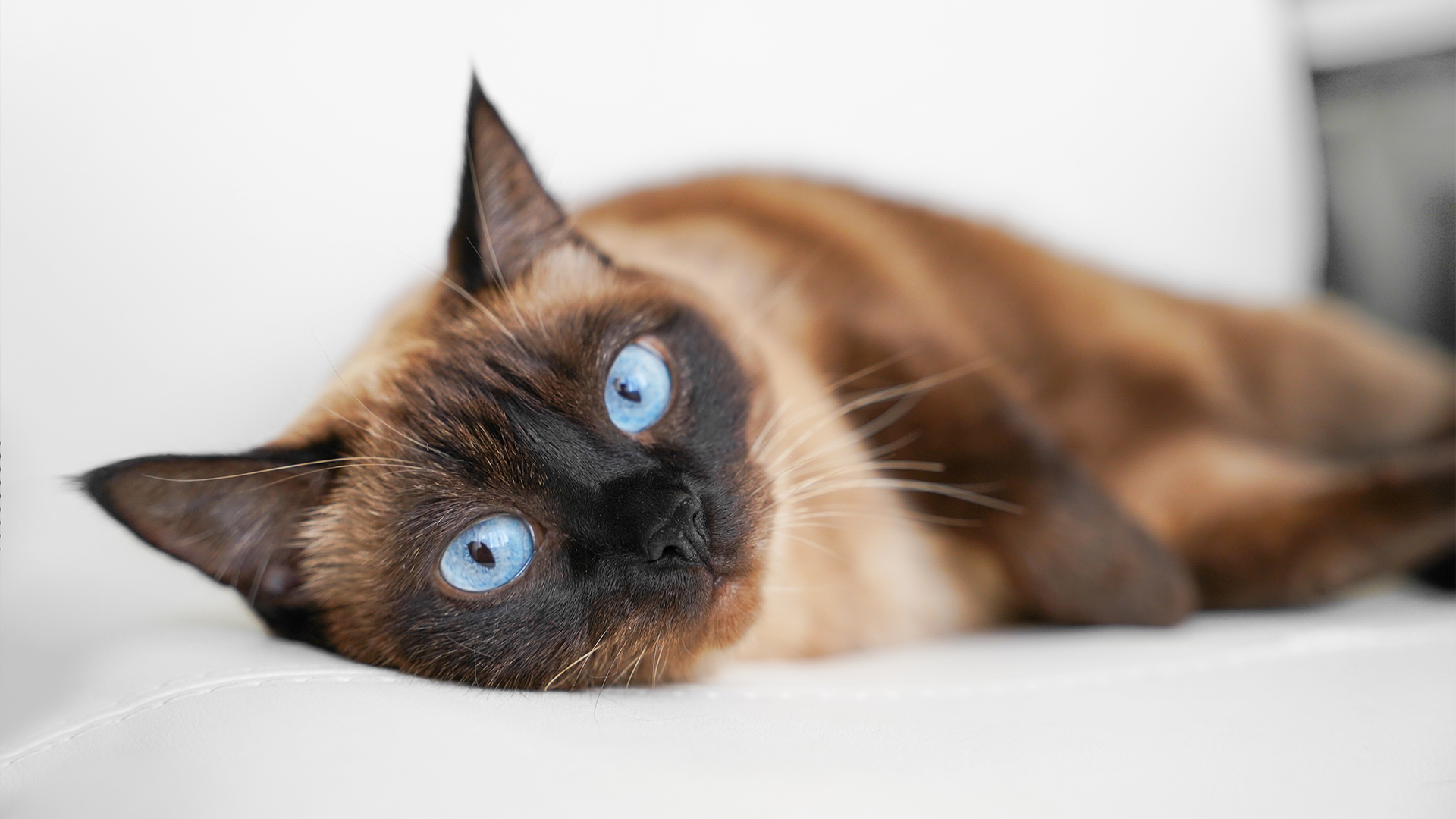 Siamese cat lying on a bed