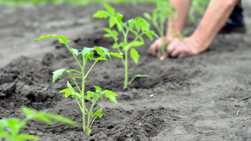 Person planting vegetables in soil