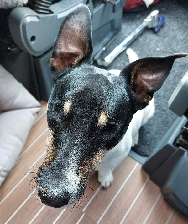 Jack russell facing the camera