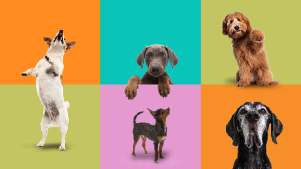 Mixed number of dog breeds in front of a multicolour chequered background.