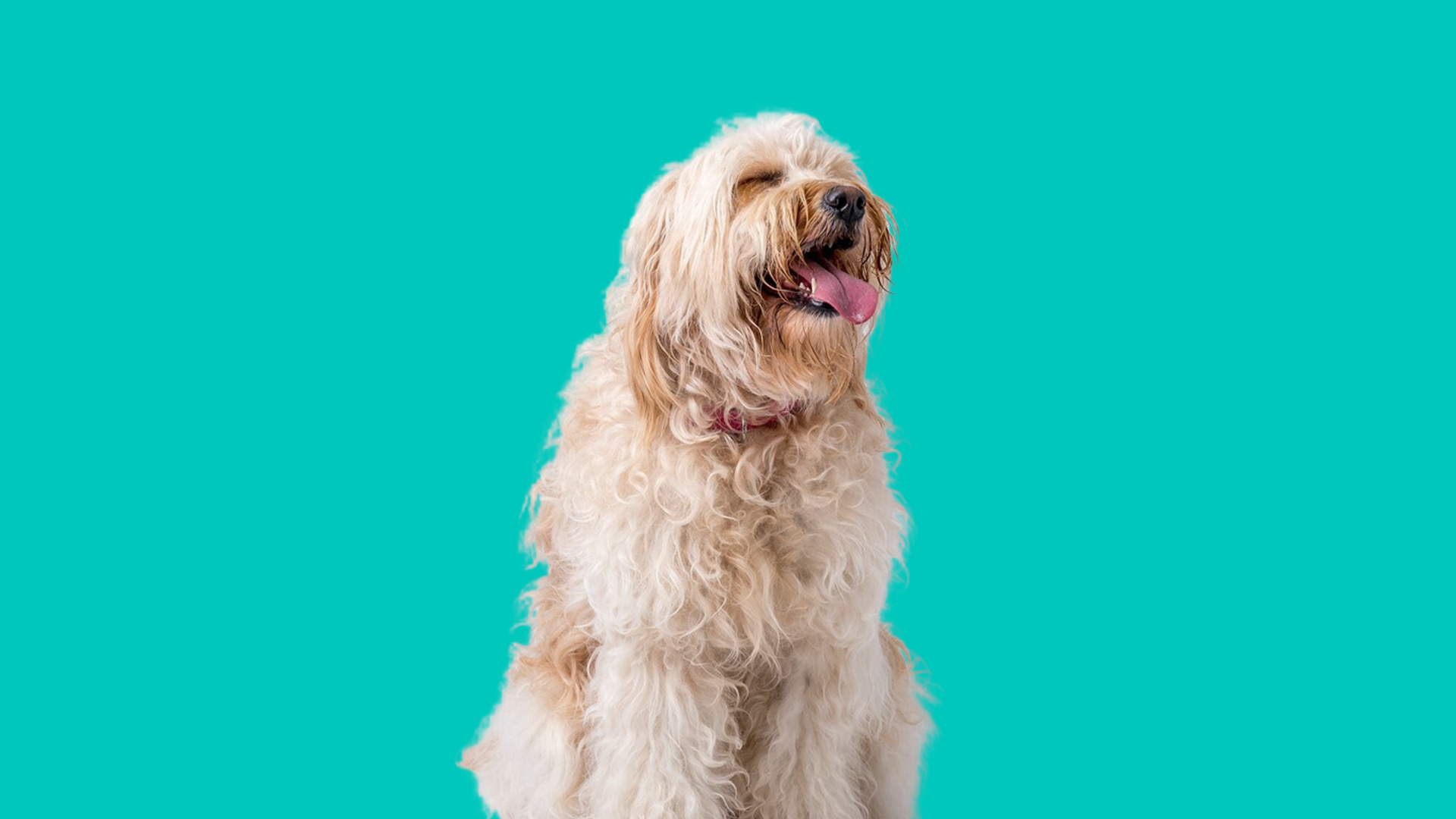 Dog with green background.