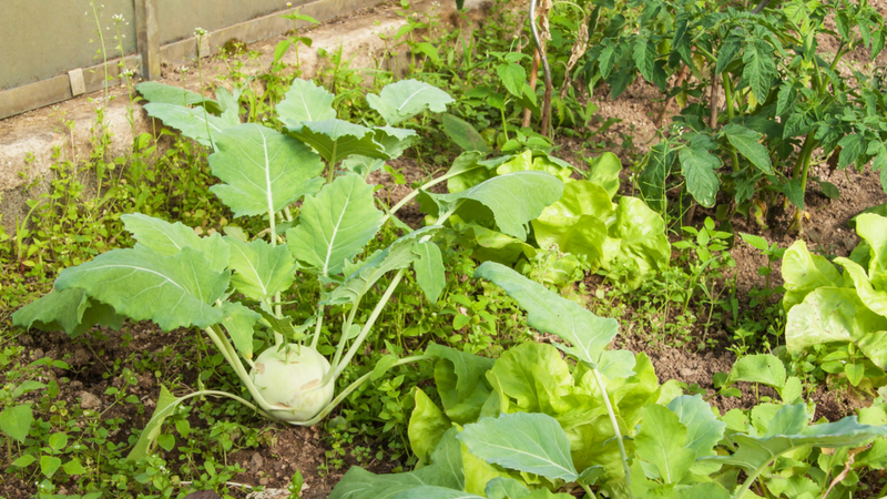 Turnips growing in a vegetable patch