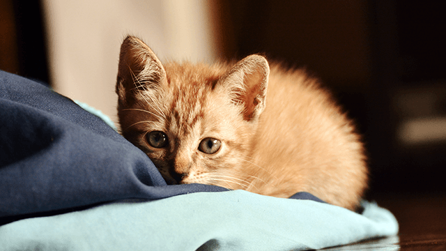 Ginger tabby kitten reclining on floor
