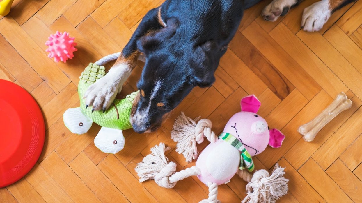 Dog lay on floor chewing toy