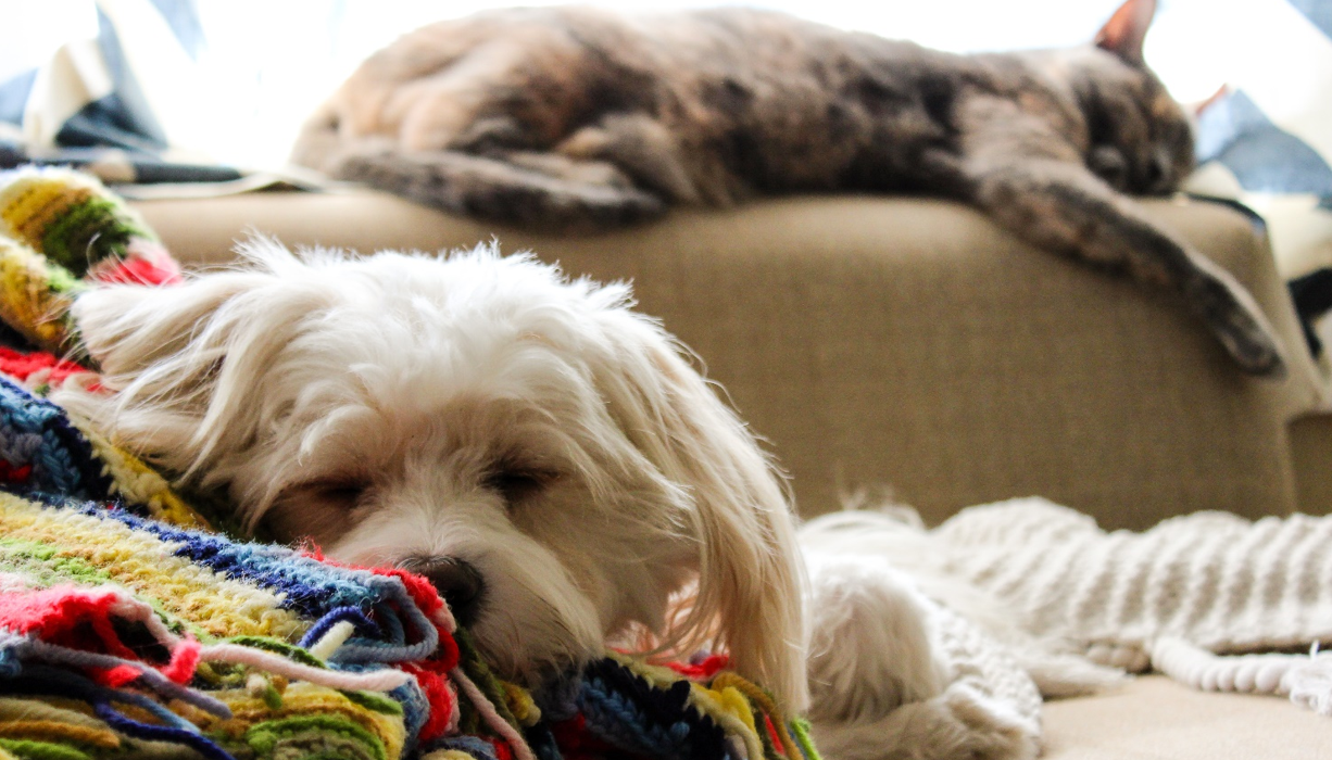 Dog and cat sleeping on sofa