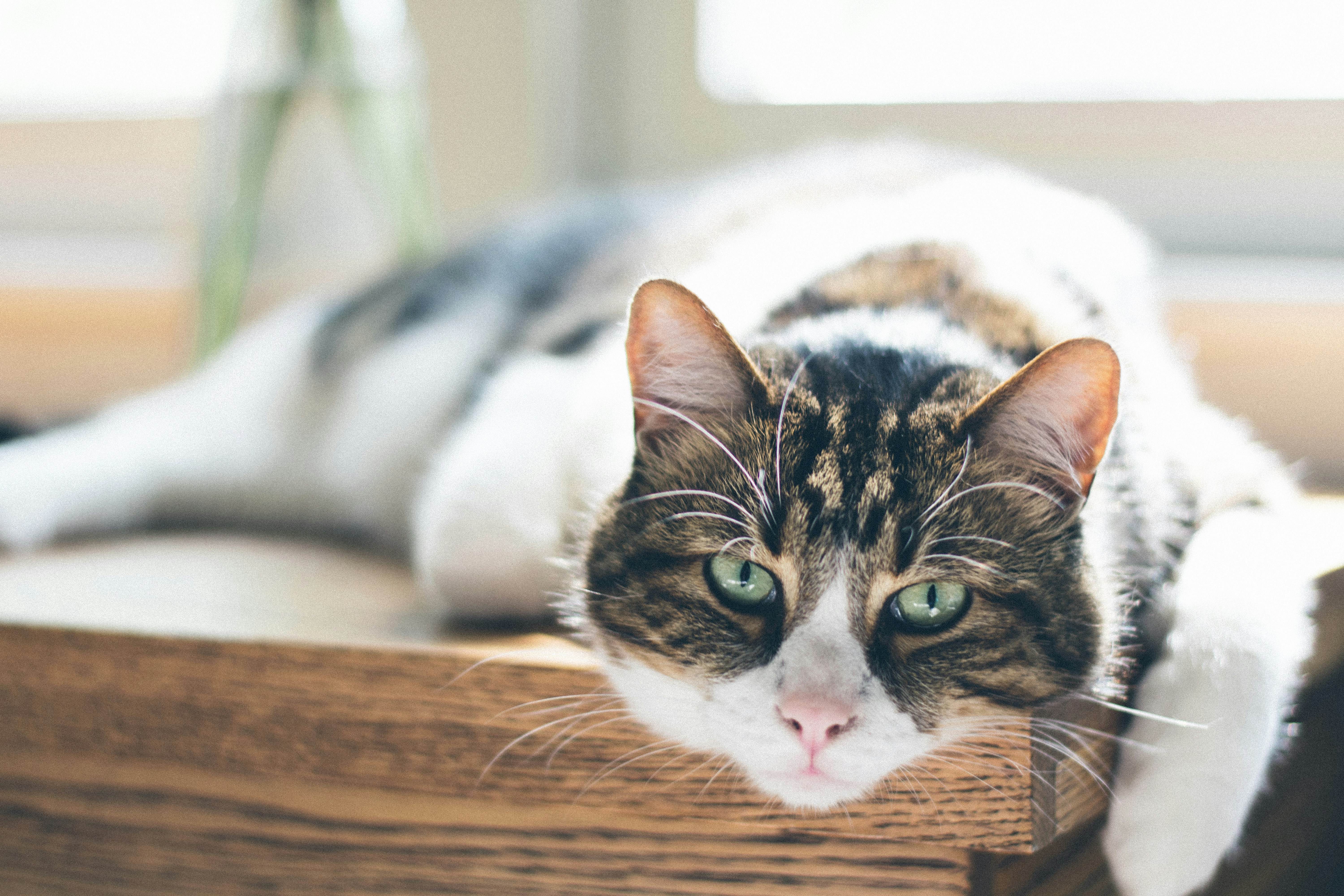 Older cat looking at camera by Nathan Fertig