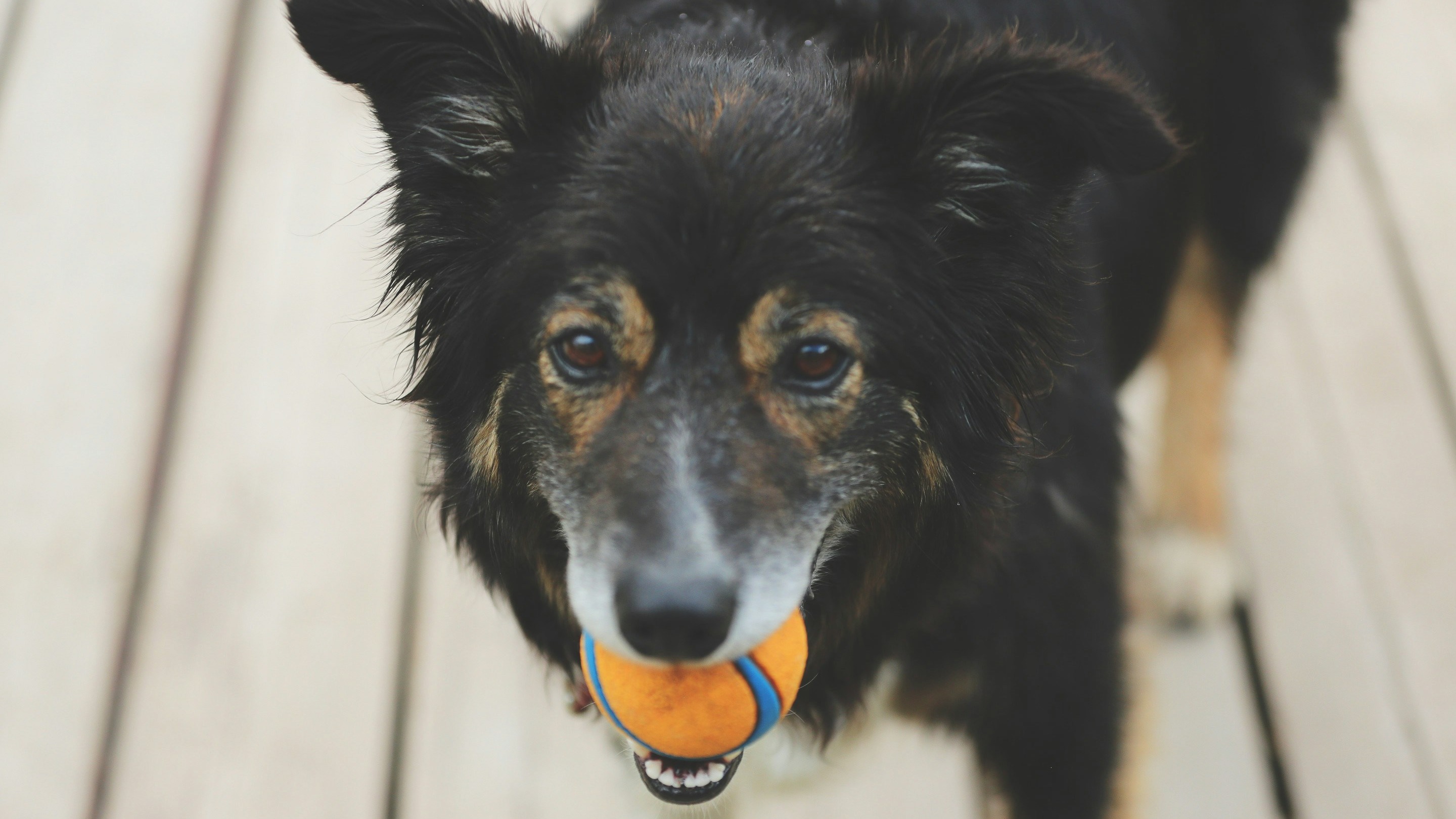 Dog with ball in its mouth