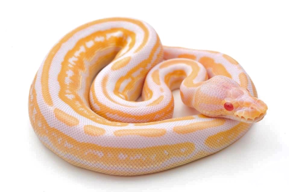 Regal Pythons - Ball Pythons, designed for life - index page