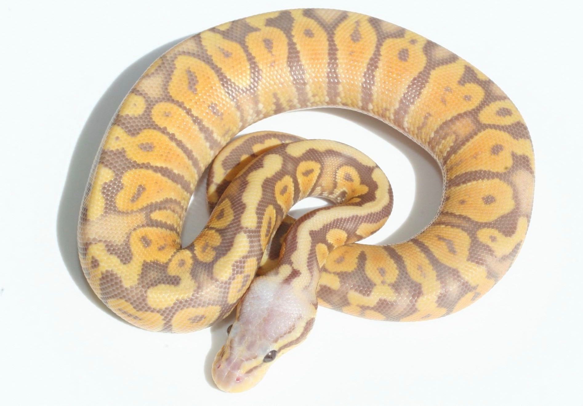 Regal Pythons - Ball Pythons, designed for life - index page