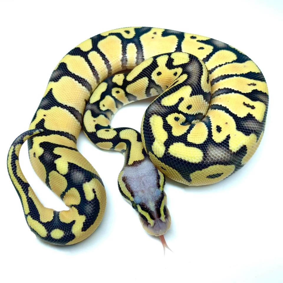 Super Pastel Orange Dream Desert Ghost Female
