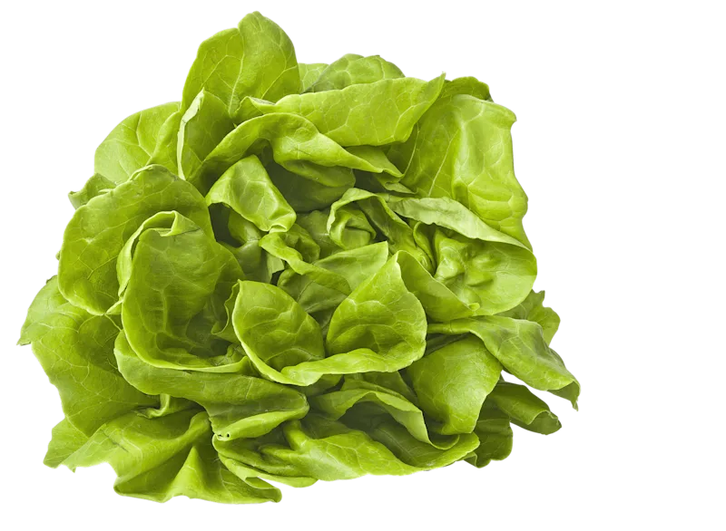 PLUS Kropsla