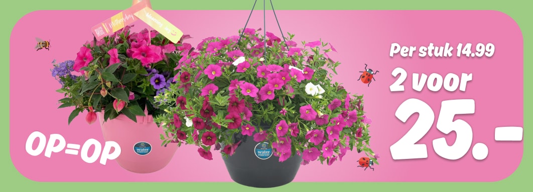 PLUS Perkplant in hangpot XL
