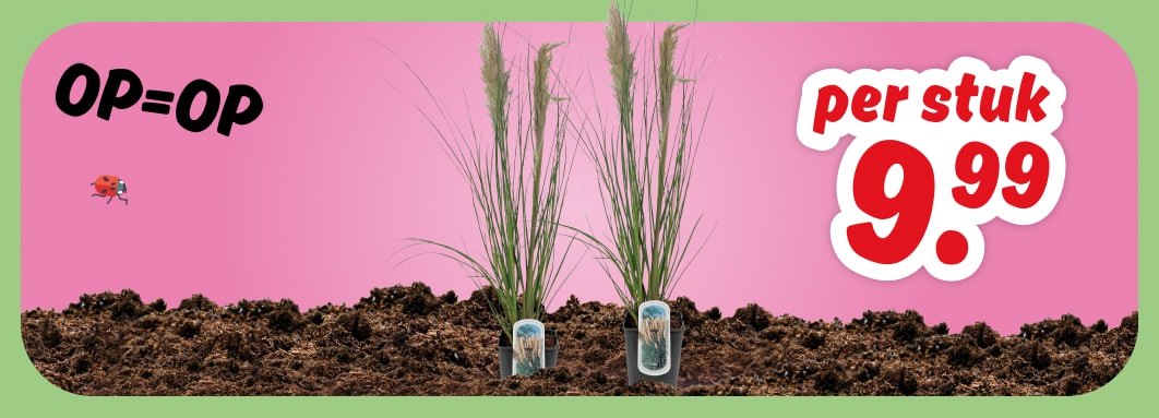 Pampasgras met pluim, per stuk 9.99