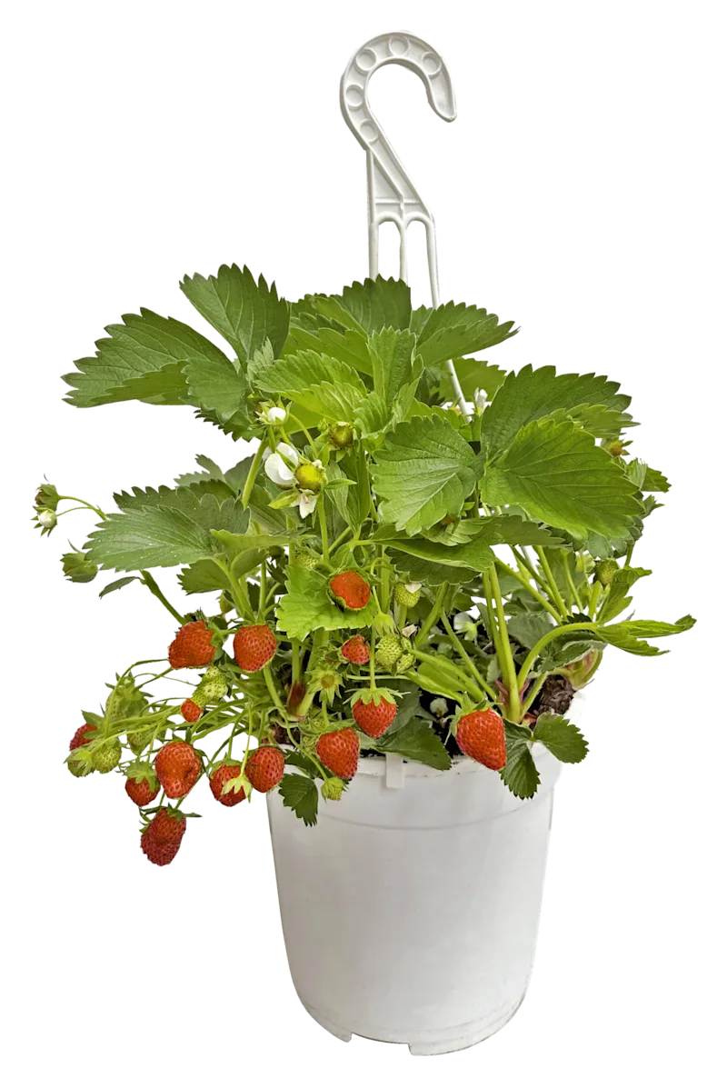 PLUS Aardbeien in hangpot