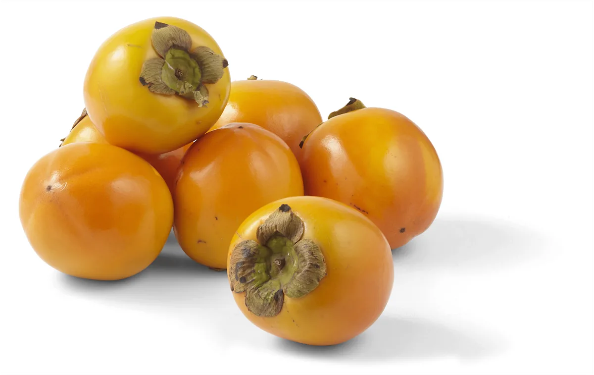 PLUS Kaki