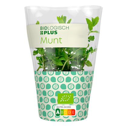 Munt