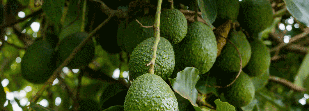 Avocado boom