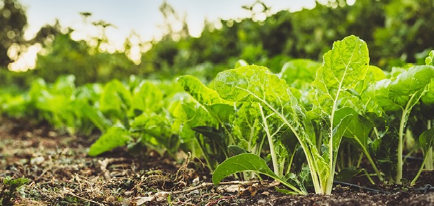 Groentebed vol groene bladgroenten in een moestuin, met zichtbare aarde en wat onkruid.