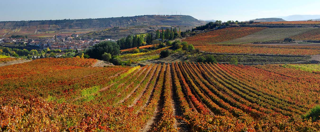 Het wijnhuis Marques de Caceres.