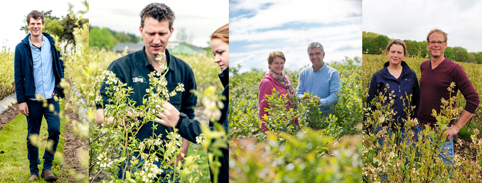 De zomerfruit-telers van PLUS plukken de blauwe bessen.