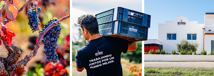 Het wijnhuis Neleman.