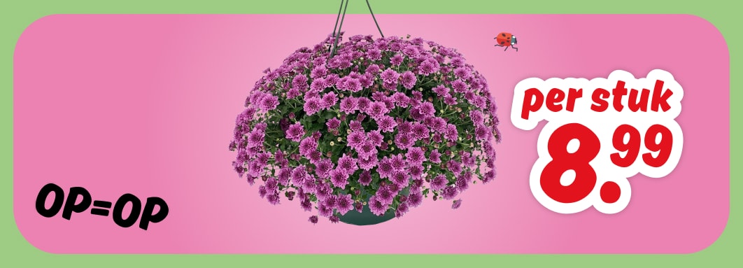 Chrysanten in hangpot van PLUS, deze week 8.99 per stuk.