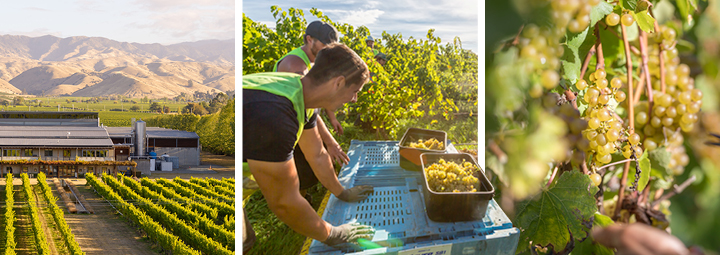 Het wijnhuis Villa Maria.