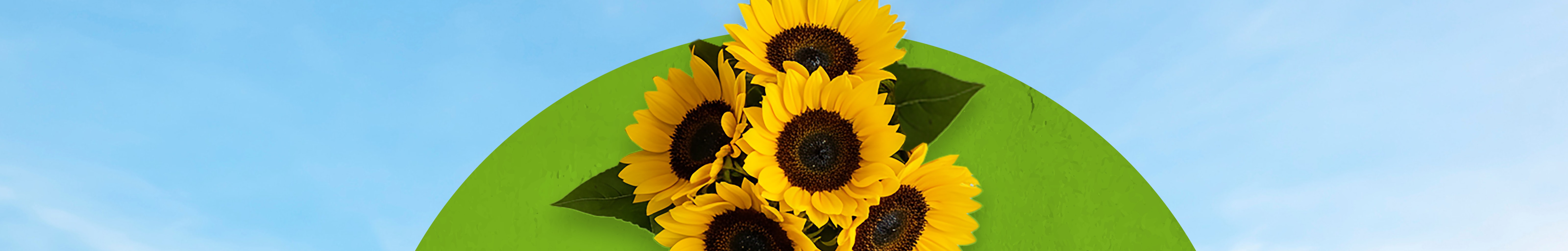 Zonnebloemen van PLUS.