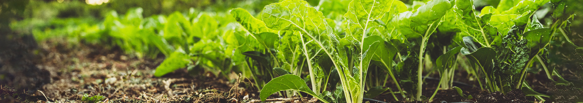 Groentebed vol groene bladgroenten in een moestuin, met zichtbare aarde en wat onkruid.