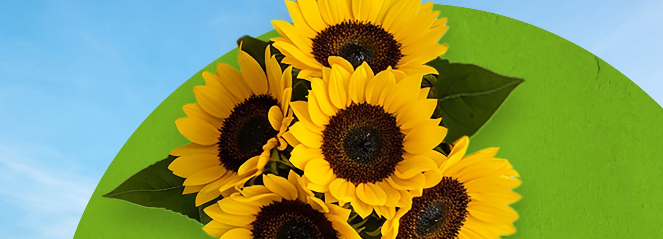 Zonnebloemen van PLUS.