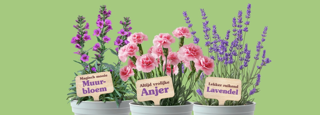 Drie potplanten: 'Magisch mooie Muur-bloem', 'Altijd vrolijke Anjer' en 'Lekker ruikend Lavendel'.
