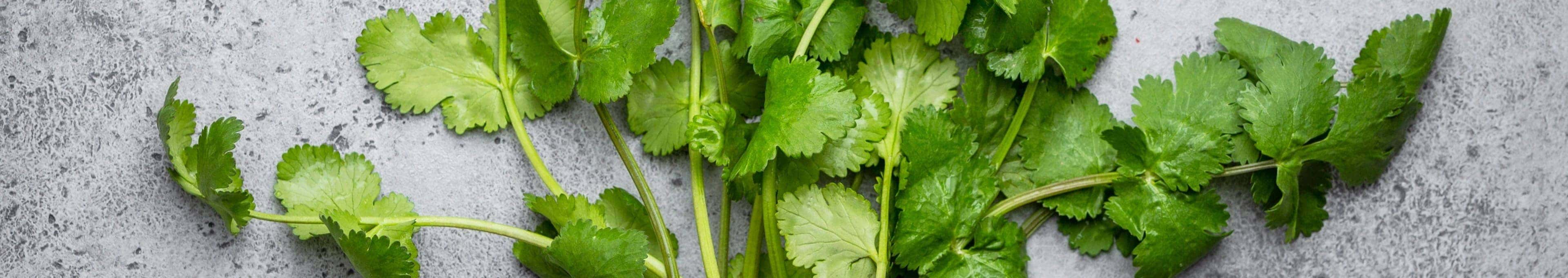 Koriander recepten topbanner