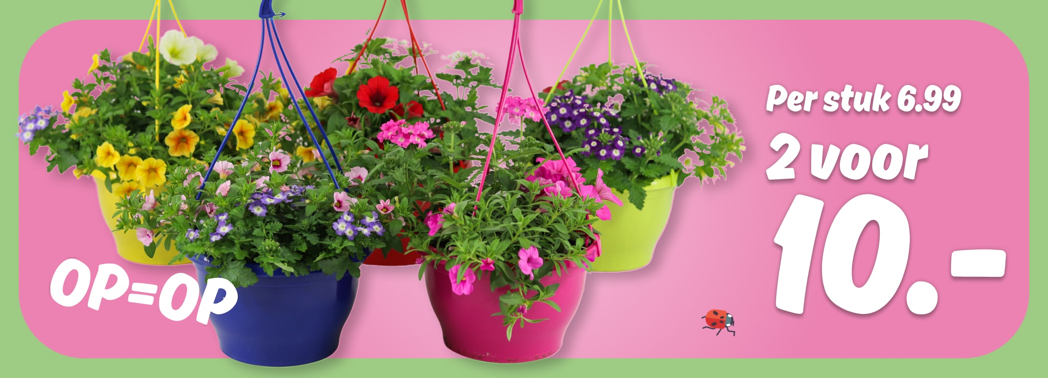 PLUS Terraspot of perkplant in hangpot