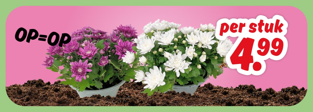 Chrysanten in schaal, per stuk 4.99, OP=OP.