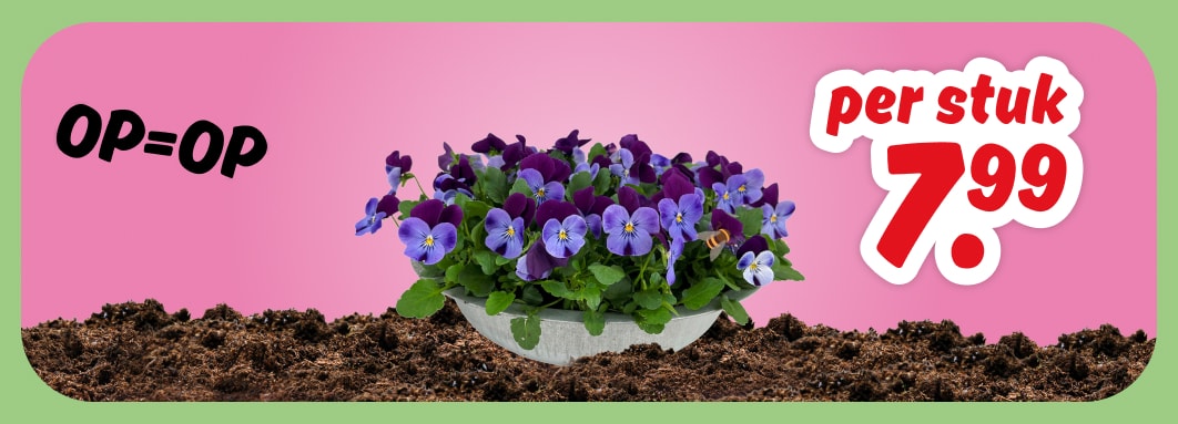 Violen in schaal, deze week 7.99 bij PLUS, OP=OP.