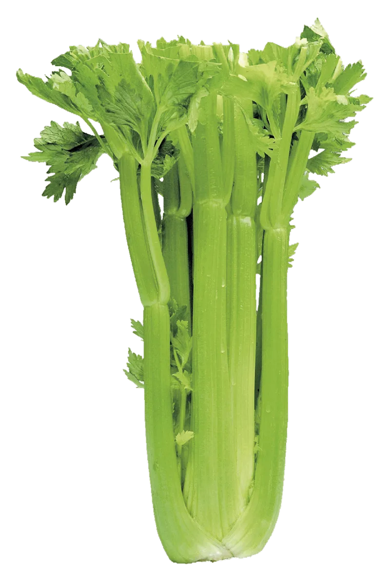 PLUS Bleekselderij