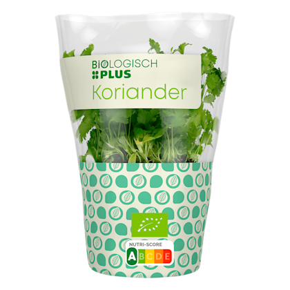 Koriander