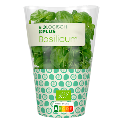Basilicum