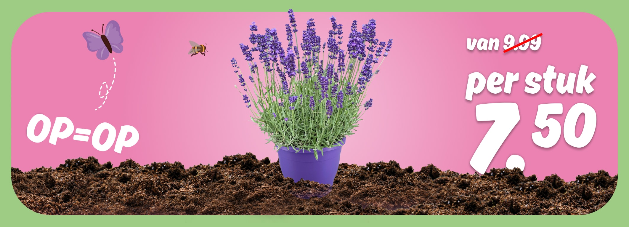 PLUS Lavendel