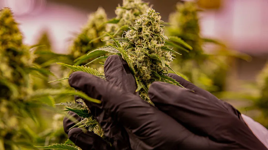 Zoomed in image of the cannabis plant help by a Native Roots employee